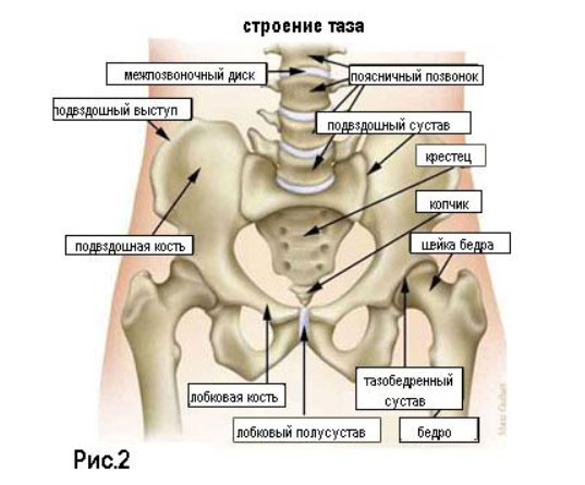 Как долго срастается позвоночник Как долго срастается позвоночник