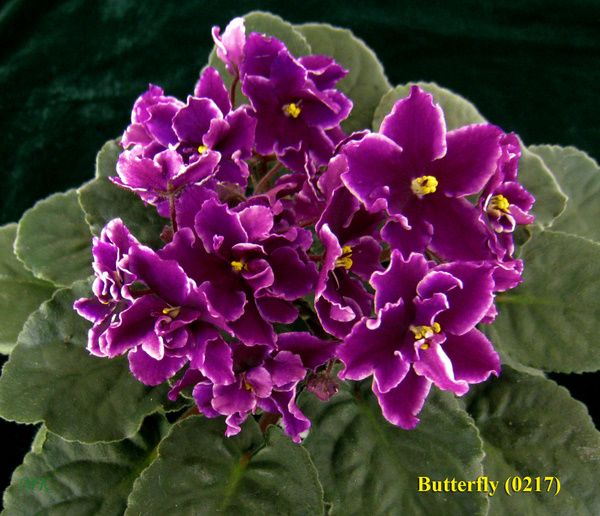 deb4dfd7269b1be78541d8fcef646510.jpg