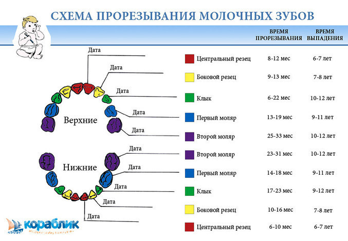 Прорезывание зубов схема фото у детей