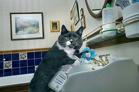 Самая лучшая на свете помощница по уборке квартиры может прийти к Вам на уборку!