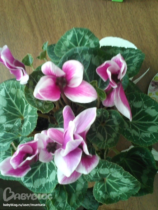 45e190b302340c573b02a37d653bb654.jpg?508