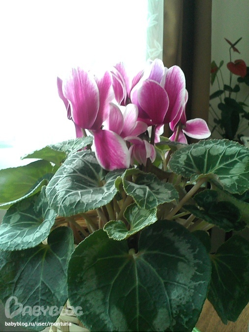 9fa619a8c388e27dce6ad682741b6953.jpg?508