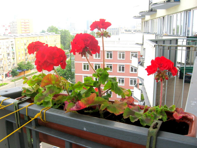 Настурция на балконе