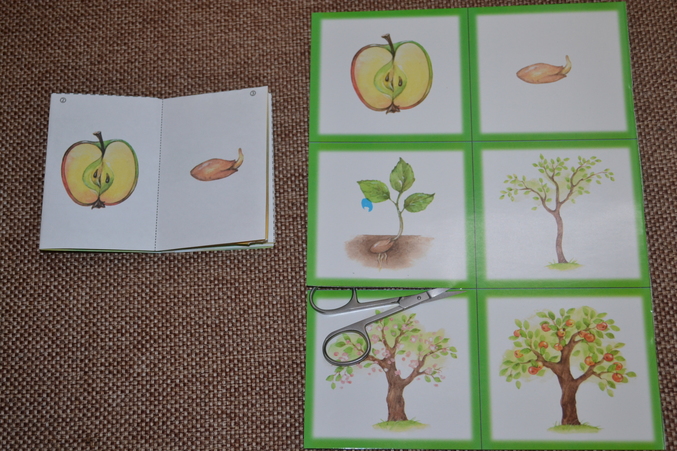 Развитие яблони. Этапы развития яблока. Дидактическая игра яблоня. Этапы развития яблони. Этапы развития яблони карточки.