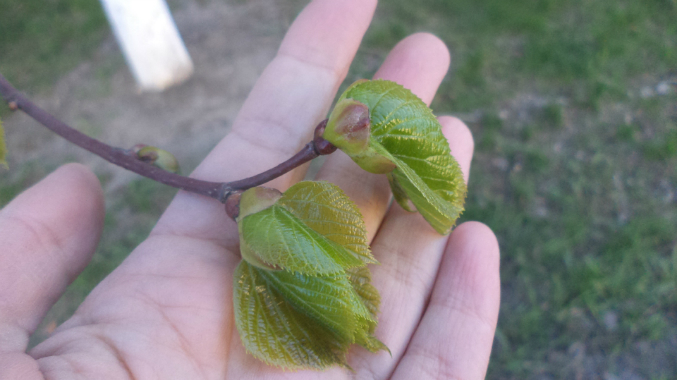 Знакомимся с весной.