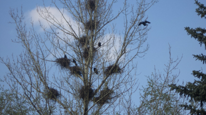 Знакомимся с весной.