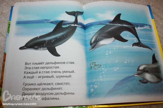 Загадка про дельфина. Стихи про дельфинов для детей. Стих про дельфинов для детей короткие. Стишки про дельфина для детей короткие. Стихи про дельфинов короткие.