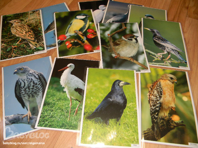 Фигурки птиц...