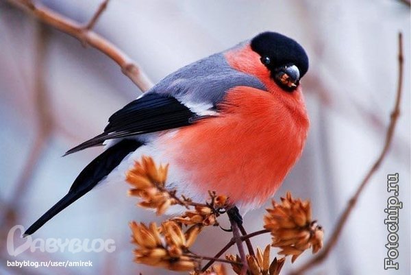 Пост для отчетов по ТН