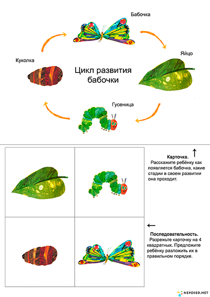 Как появляется бабочка из гусеницы схема - 95 фото