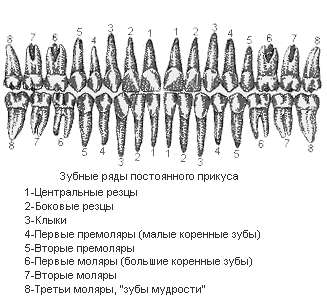 Зубной ряд схема