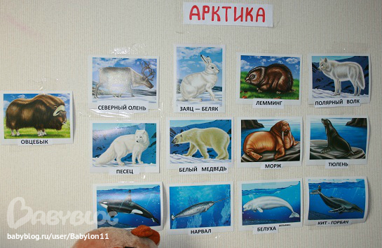Холодно полярный 3. Животные Арктики с названиями. Название животных Арктики. Животные Арктики и Антарктики. Животные Арктики и Антарктиды для детей.