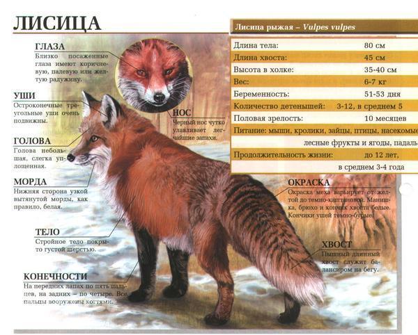 У Лиса Встает Член До Коких Размеров