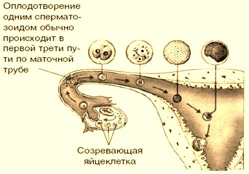 План по оплодотворению всех девушек на русском