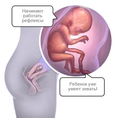 Как выглядит 12 недельный ребенок Сдача анализов - 10 ответов форум Babyblog